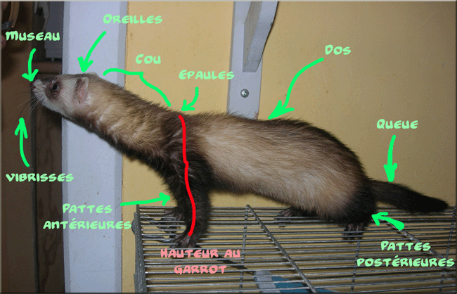 découvrez tout sur le comportement des furets : leurs habitudes, interactions sociales, et conseils pour les comprendre et les élever dans un environnement sain et épanouissant.
